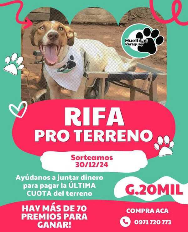 Refugio “Huellitas Paraguay” realiza rifa pro terreno - trece