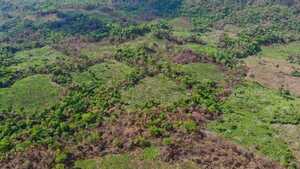 Detectan importante deforestación y marihuana en Lorito Picada, zona del Parque Nacional Cerro Corá