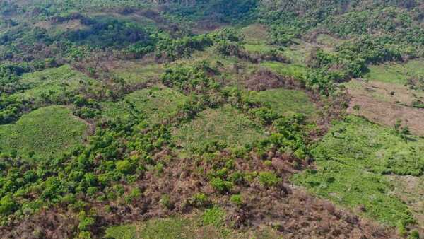 Detectan importante deforestación y marihuana en Lorito Picada, zona del Parque Nacional Cerro Corá