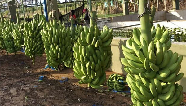 Demanda da sus frutos: sector bananero apunta a aumentar producción este año (y busca nuevos mercados)