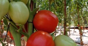 Oportunidad para los productores
