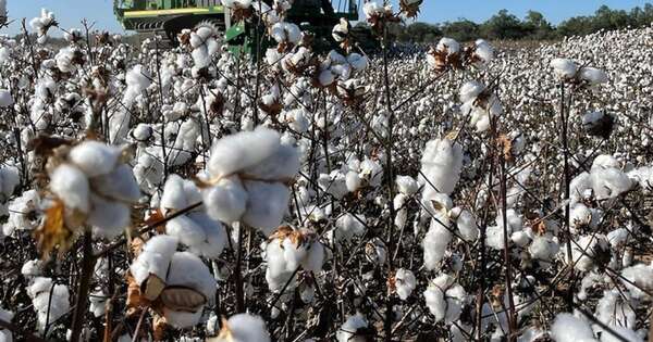 La Nación / Productos paraguayos siguen conquistando nuevos mercados