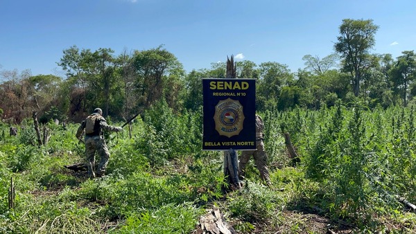 SENAD destruye 9 mil kilos de marihuana en Amambay - ADN Digital