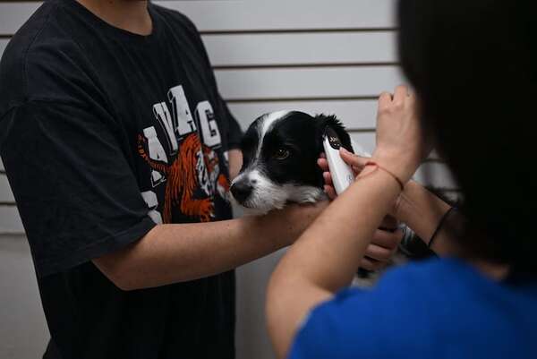 Perros: Chile comienza a aplicar una vacuna de esterilización temporal - Mascotas - ABC Color