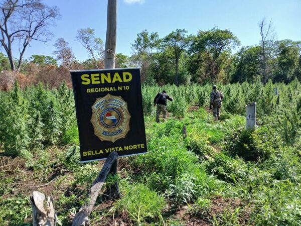 Despliegues contra el narcotráfico sacan de circulación 9 toneladas de marihuana en Amambay