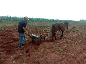 Sesameros realizan trasplante del producto, aprovechando la buena humedad del suelo - Nacionales - ABC Color
