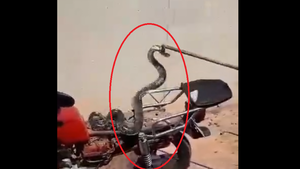 Sintió que algo se movía en el asiento de su moto: ¡era una feroz kuriju!