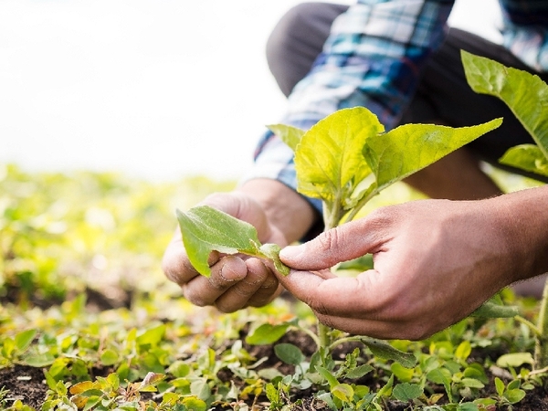 Taxonomía Verde de Paraguay: MEF y BCP abren consulta pública para aportes ciudadanos - MarketData