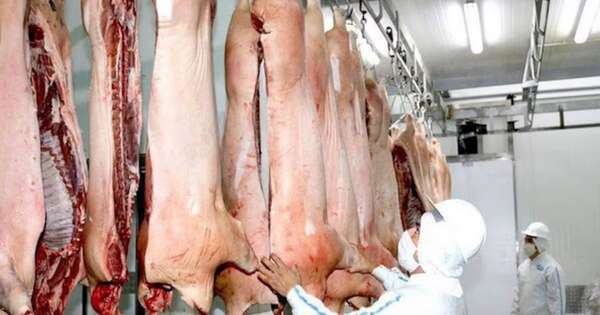 La Nación / Paraguay proyecta exportar unas 8.500 toneladas de carne porcina a Taiwán