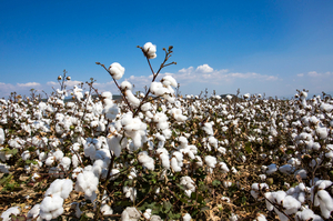 Productos paraguayos siguen conquistando nuevos mercados
