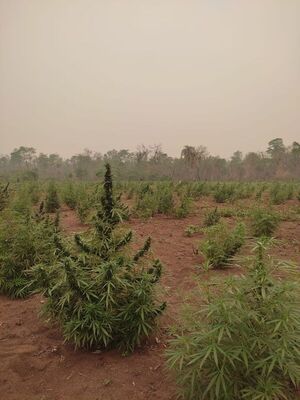 Destruyen 24.300 kilos de marihuana en operativo rural en Puentesiño
