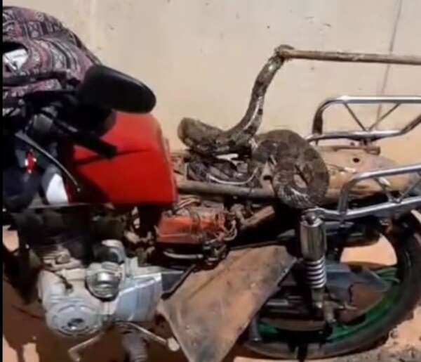 Video: motociclista se llevó gran susto al encontrar una kuriju debajo de su asiento - Nacionales - ABC Color