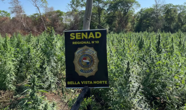 Destruyen nueve toneladas de marihuana en Bella Vista Norte
