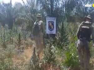 Video: destruyen plantaciones y marihuana picada en el Parque Nacional Paso Bravo - Nacionales - ABC Color