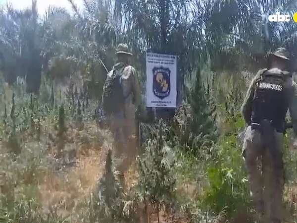 Video: destruyen plantaciones y marihuana picada en el Parque Nacional Paso Bravo - Nacionales - ABC Color