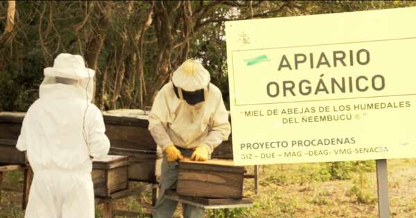 Diario HOY | Buscan registrar oficialmente a la miel de abeja de los humedales de Ñeembucú