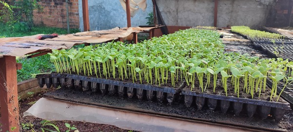 Municipalidad de Capitán Miranda promueve la agricultura local con la entrega de plantines de Melón y Sandía