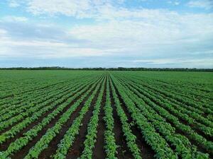 Más recorrido por Paraguay: lluvias y mejores condiciones para la ganadería y la agricultura