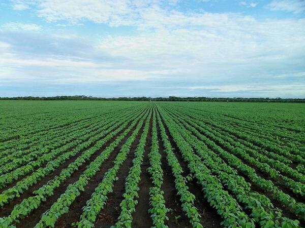 Más recorrido por Paraguay: lluvias y mejores condiciones para la ganadería y la agricultura