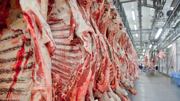 Mercado internacional de la carne, precio de la hacienda gorda y jornada técnicas