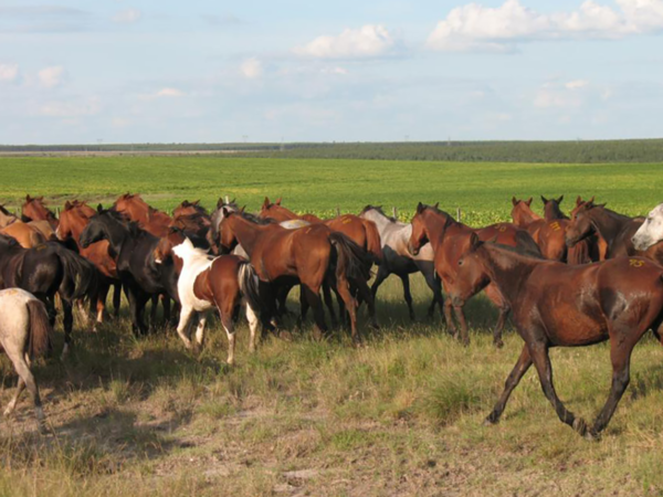 Qatar habilita la exportación de animales en pie desde Uruguay