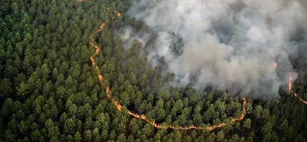 Brasil, Bolivia, Argentina, Perú y Paraguay: los países más afectados por incendios forestales en septiembre