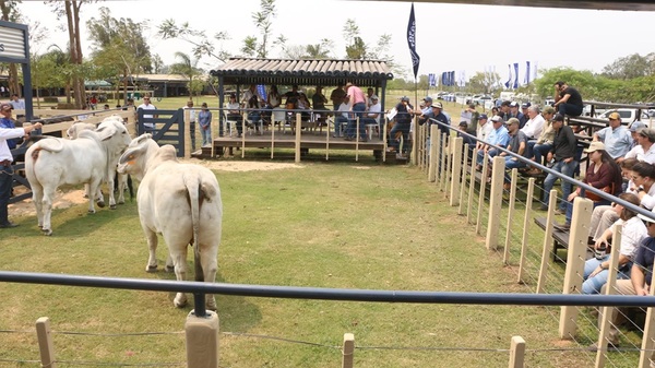 Hoy martes, El Rodeo remata 300 toros Brahman, Brangus y Braford de Las Talas