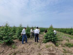 Jornada de actualización técnica del Grupo CREA: experiencia en ganadería, agricultura y forestación en La Celestina