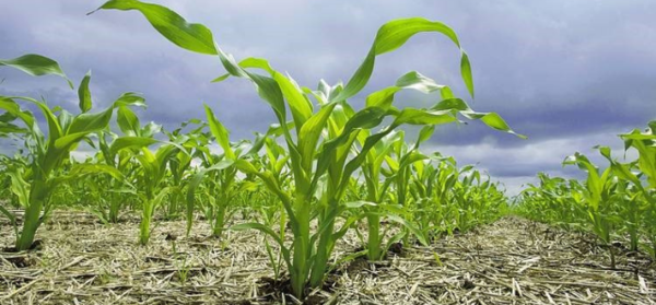 El área de cultivo de maíz podría reducirse debido al atraso en la siembra de soja