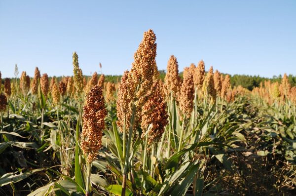 Competencia brasileña y la cigarrita impulsarían a productores a sustituir maíz por sorgo