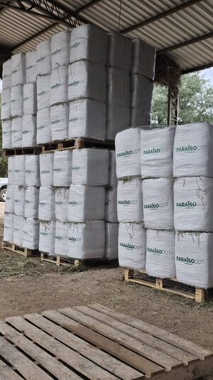 Preparan el primer cargamento de heno paraguayo para los Emiratos Árabes