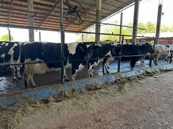 Aumentó 3% el precio de la leche en polvo entera en el mercado global