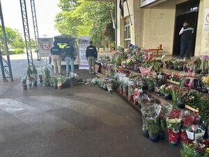 Incautan plantines de contrabando y vehículo en Encarnación