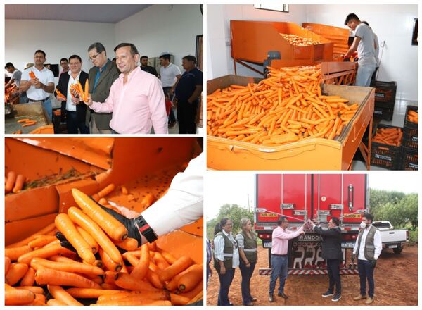 Paraguay concreta env铆o de 25 toneladas de zanahorias al mercado argentino