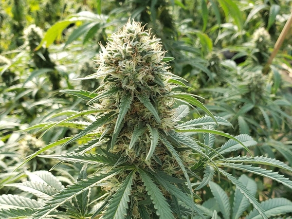 Cannabis paraguayo conquista Europa: el mercado europeo compra toda la producci贸n de flores