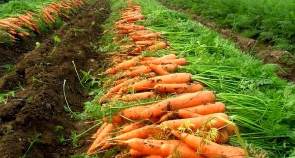 Más cargas de zanahoria paraguaya al mercado argentino