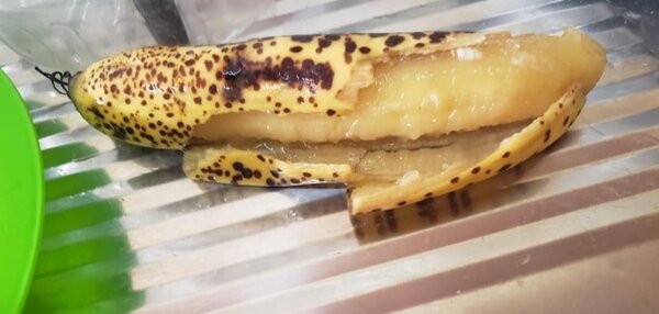 EMPRESA QUE CONTRATÓ RUBÉN JACQUET DISTRIBUYE FRUTAS Y HORTALIZAS PODRIDAS EN «ALMUERZO ESCOLAR» A NIÑOS SEGÚN DENUNCIARON CONCEJALES MUNICIPALES