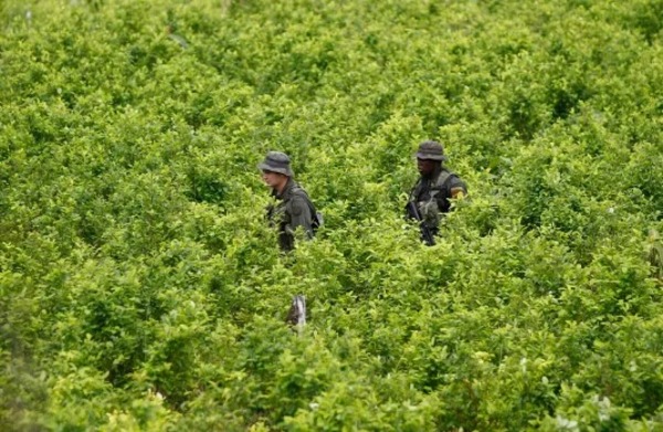 Colombia: producción de cocaína aumentó en un 53% - 1000 Noticias