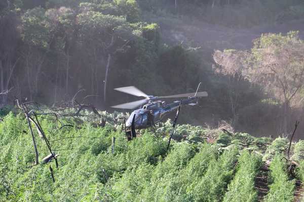 Hallan campamentos narcos en Reserva Natural Morombi