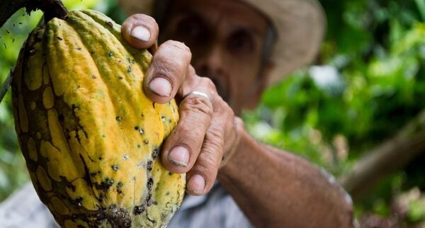 Norma 1115 puede promover la producción de cultivos ilícitos, advierte la CEPAL