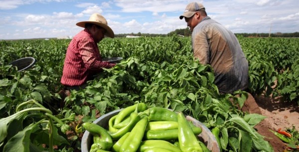 La agricultura mundial produce mucho más en menos tierra