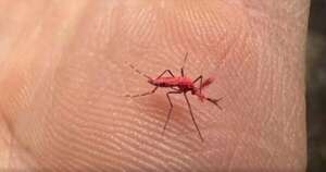 Diario HOY | Liberan mosquitos rojos para combatir el dengue en Argentina y piden no matarlos