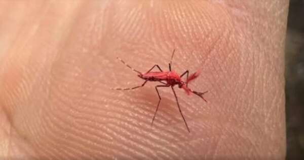 Diario HOY | Liberan mosquitos rojos para combatir el dengue en Argentina y piden no matarlos