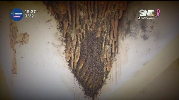 Invasión de abejas en Santa Librada - SNT