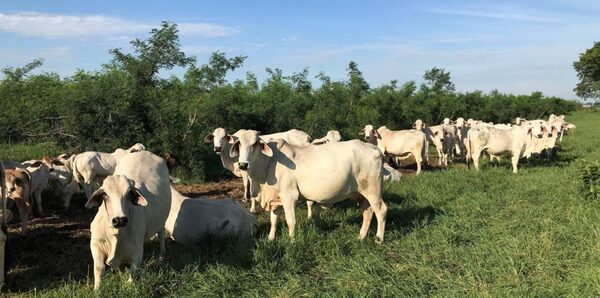 La AFD lanzó nuevo producto financiero para el sector ganadero