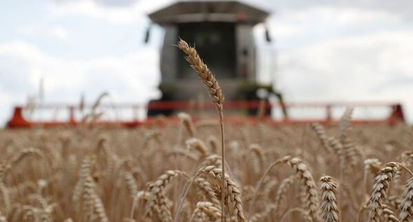 Trigo: el rendimiento está entre los 2.000 y 2.200 kilos por hectárea