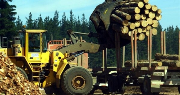 Exportaciones forestales llegaron a 34 destinos en julio