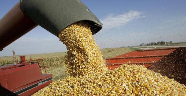 Maíz: Paraguay exportó un millón de toneladas menos que el año pasado