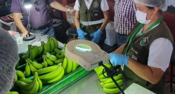 Exportarán banana al mercado chileno