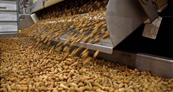 Paraguay exportó más de 13.000 toneladas de maní en el 2023